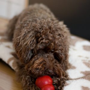 A brown dog laying on top of a wooden floor