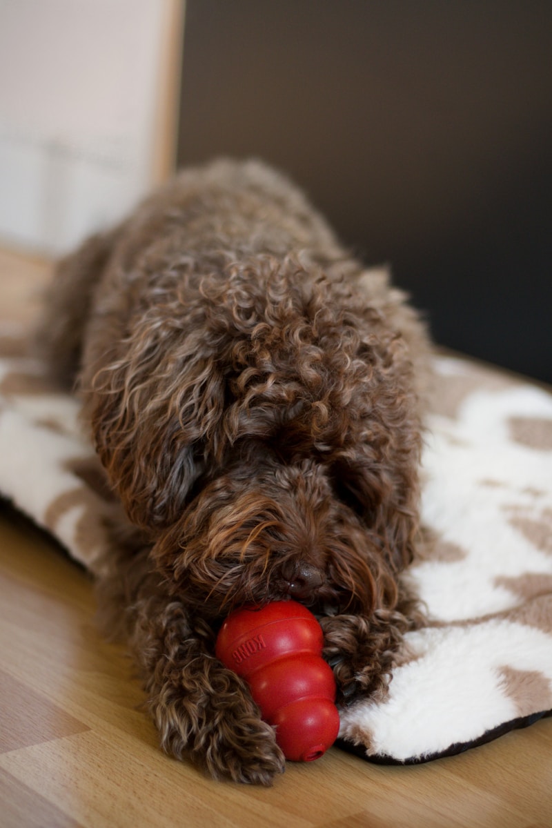 A brown dog laying on top of a wooden floor