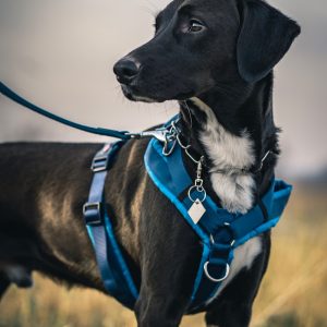 black short coat medium sized dog with blue and white scarf